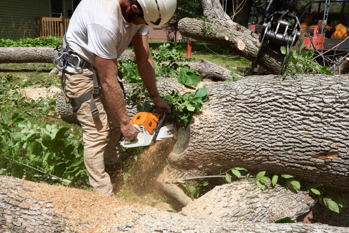 An image of Tree Removal Services in Johns Island, SC